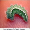 polyommatus rjabovi talysh larva4g